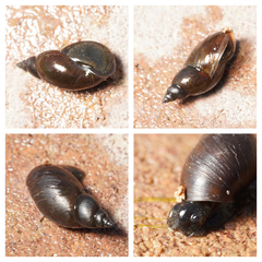 Pseudosuccinea columella