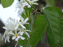 Chionanthus retusus