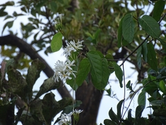 Chionanthus retusus