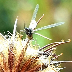 Bibio pomonae