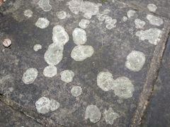 Lecanoromycetes