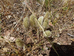 Ptilotus spathulatus