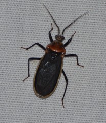 Rhiginia cinctiventris