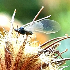 Bibio pomonae