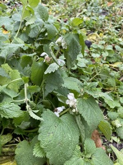 Lamium album