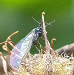 Bibio pomonae