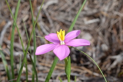 Chironia jasminoides