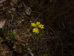 Goodenia pinnatifida