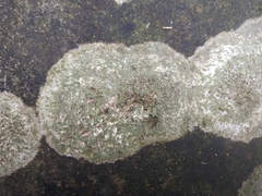 Lecanoromycetes