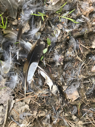 Plume de Grive dorée