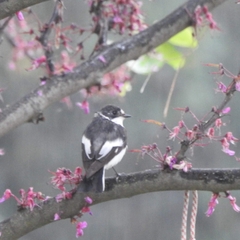 Ficedula albicollis