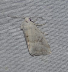 Plagiomimicus caesium