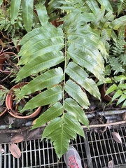 Diplazium megaphyllum