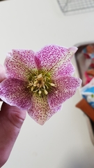 Helleborus thibetanus