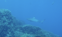 Carcharhinus melanopterus