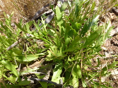 Goodenia pinnatifida