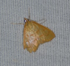 Helvibotys helvialis