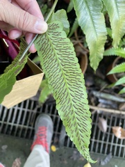 Diplazium megaphyllum