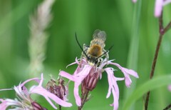 Eucera longicornis
