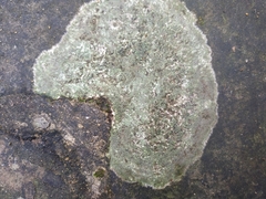 Lecanoromycetes