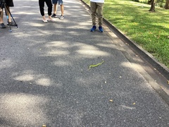 Trimeresurus albolabris