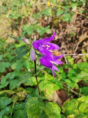 Campanula trachelium