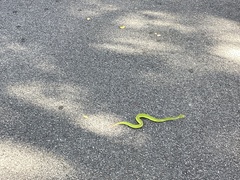 Trimeresurus albolabris