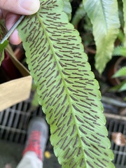 Diplazium megaphyllum
