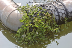 Callitriche stagnalis