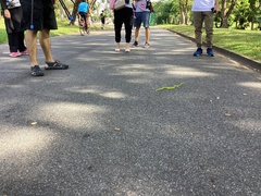 Trimeresurus albolabris