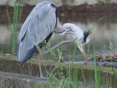 Ardea cinerea jouyi