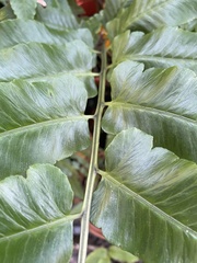 Diplazium megaphyllum