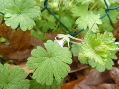 Geranium rotundifolium