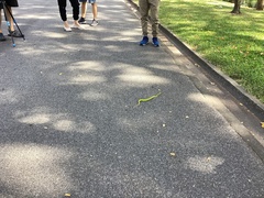 Trimeresurus albolabris