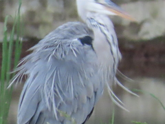 Ardea cinerea jouyi