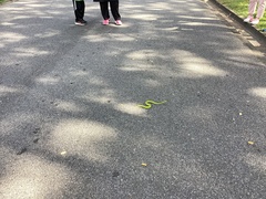 Trimeresurus albolabris
