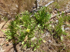 Goodenia pinnatifida