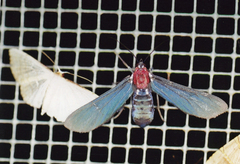 Psoloptera thoracica