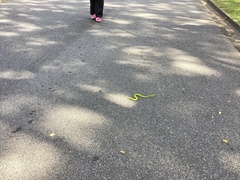 Trimeresurus albolabris