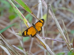 Acraea serena