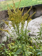 Solidago canadensis