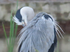 Ardea cinerea jouyi