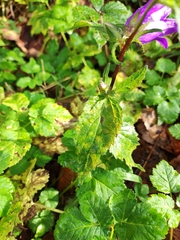 Campanula trachelium