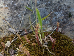 Plantago gaudichaudii