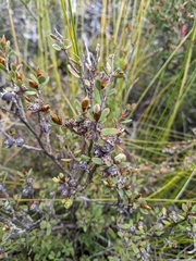 Leptospermum glaucescens