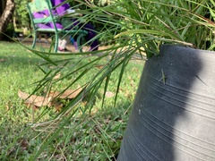 Conocephalus maculatus