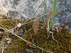 Plantago gaudichaudii