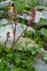 Rumex nivalis