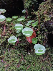 Umbilicus rupestris