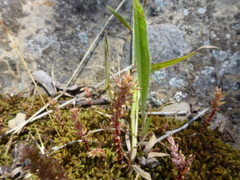 Plantago gaudichaudii